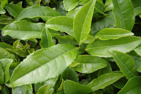 چای سبز و فواید آن