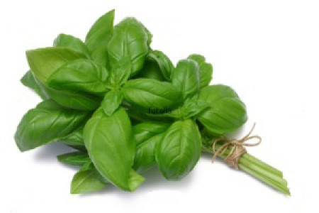 ریحان، گیاهی شفا بخش