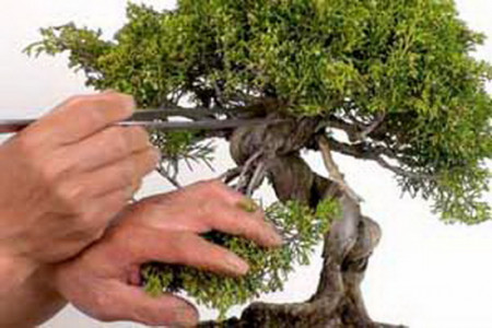 نگهداری بونسای،بررسی موارد نگهداری از گیاه بونسای