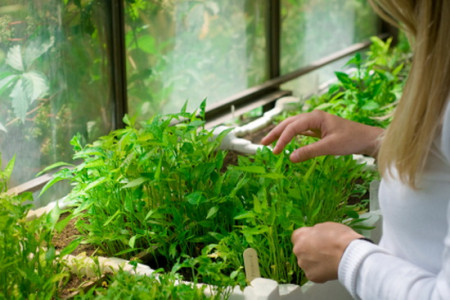 رسیدگی به گیاه آپارتمانی،برای طراوت بخشیدن به گیاه خود چه کنیم؟