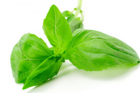 خواص ریحان چیست؟آشنایی با خواص درمانی و فوق العاده مفید ریحان