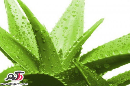 از معرفی تا کاشت و پرورش آلوئه ورا معجزه آسا