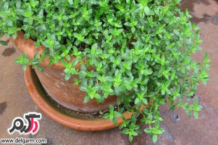 7 معجزه و خاصیت در استفاده از آویشن