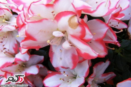 پرورش و نگهداری گل آزالیا ( گل زینتی آپارتمانی )