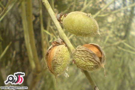 آشنایی با خواص بادام کوهی یا الوک