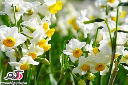 آشنایی با نرگس زارهای بهبهان + تصاویر