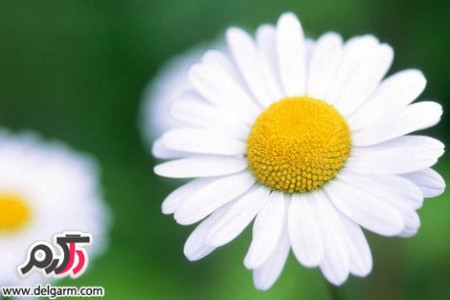 ماسک صورت بابونه و خواص بابونه برای پوست