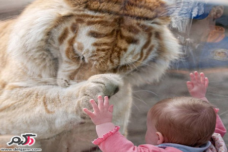 ببری در باغ وحش دست کودک 2 ساله را خورد