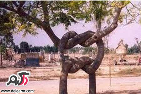 قصه کودکانه دو درخت همسایه