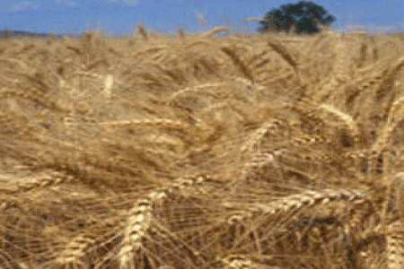 فواید سبوس گندم چیست؟؟