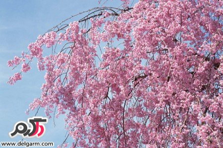 عکس شکوفه های بهاری خوشبو