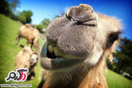 تصاویری از کباب کردن یک شتر کامل