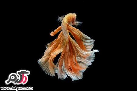 تصاویری از ماهی های زیبا و عجیب و غریب