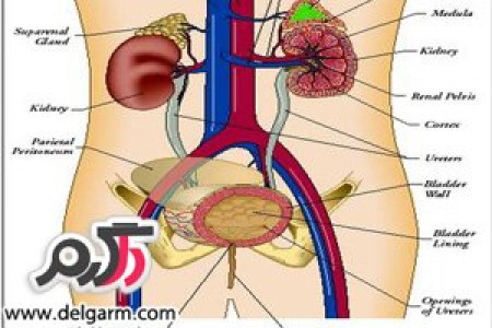 علت سوزش ادرار چیست؟چگونه سوزش ادرار خود را درمان کنیم؟خانم ها بخوانید
