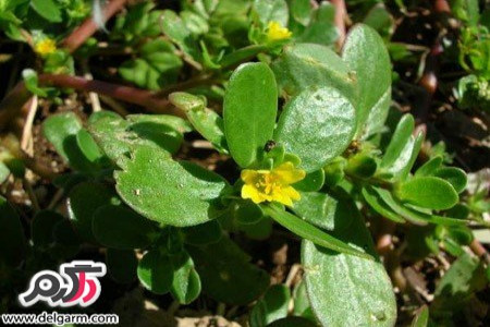 خواص باور نکردنی و بی نظیر خلفه