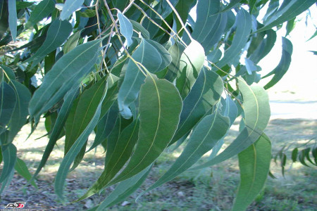 خواص دارویی برگ اکالیپتوس