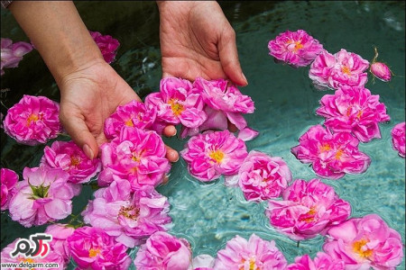 خواص دارویی و درمانی گلاب