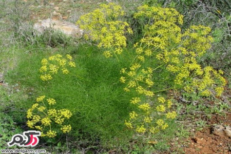 فواید عرق رازیانه
