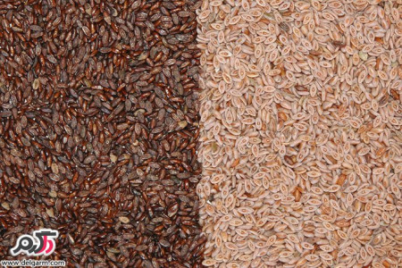 خاصیت اسفرزه ( Plantago psyllium )
