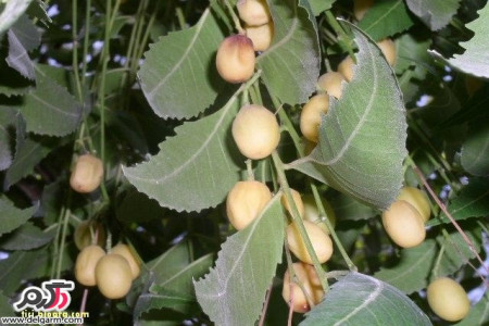 خواص دارویی و درمانی گیاه چریش Azadirachta indica