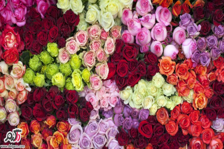 مناسب ترین رنگ گل برای هدیه دادن