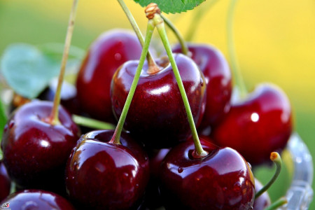 خواص و فواید گیلاس برای سلامتی