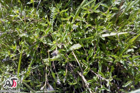 خواص دارویی و درمانی گیاه آنخ (کاکوتی)