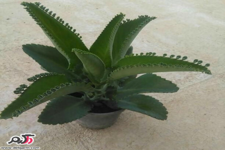 بهترین روش نگهداری گل اشک شب در خانه