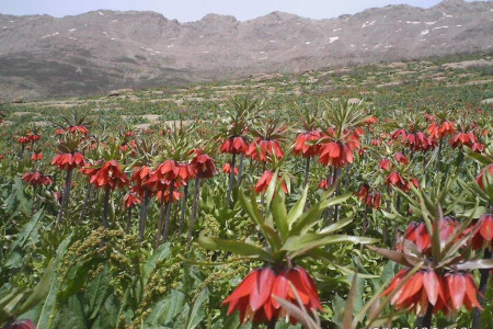 معرفی دشت ارژن و دریاچه پریشان از مناطق دیدنی شیراز