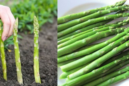 مارچوبه چیست و چه خواصی دارد + قیمت مارچوبه