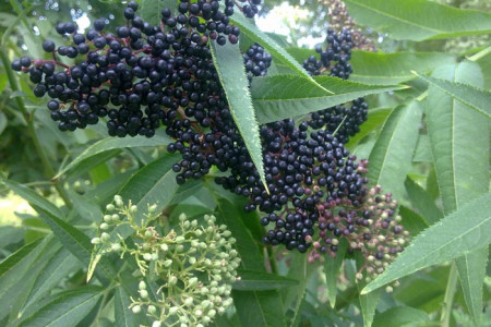 خواص گیاه آقطی