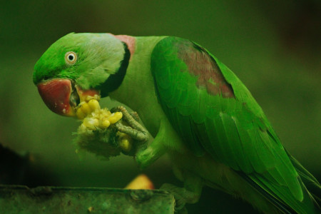 ۹ راه آموزش صحیح برای دستی کردن طوطی( Taming a parrot ) + فیلم