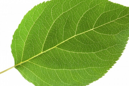 خواص جادویی آشیتابا (Ashitaba) گیاه ژاپنی