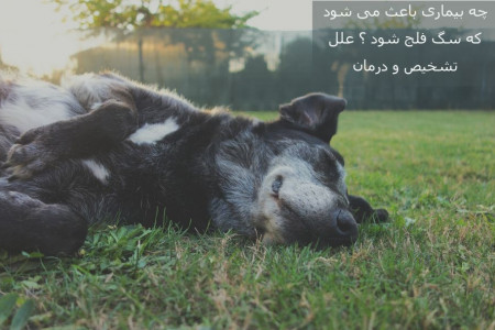 مسمومیت غذایی چه آسیبی به سگ می رساند؟ آیا سگ فلج می شود؟