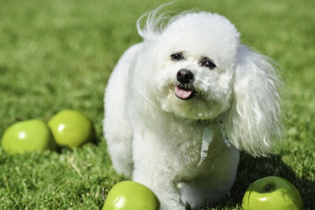 سگ نژاد بیچون فرایز (Bichon Frise)
