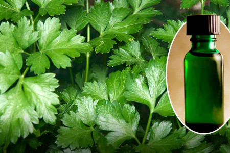 16 ویژگی عجیب روغن جعفری برای درمان بیماری ها
