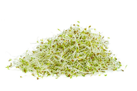 همه چیز در مورد جوانه یونجه و خواص و فواید آن