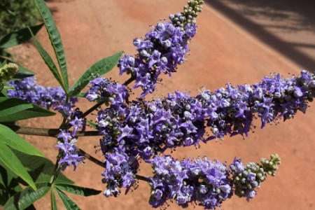 فواید جادویی قرص گیاهی ویتاگنوس (Vitagnus) برای بانوان