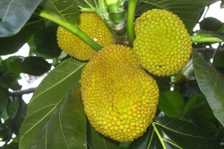 معرفی درخت نان و خواص میوه آن