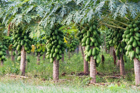راهنمای کاشت و پرورش درخت پاپایا