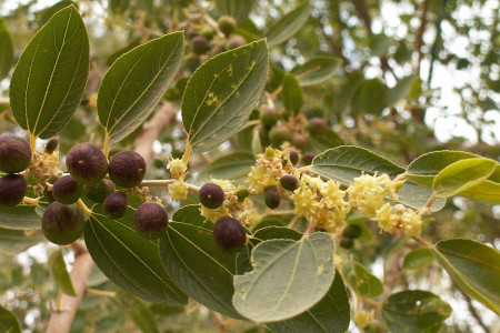 اصول کاشت و پرورش درخت کافور