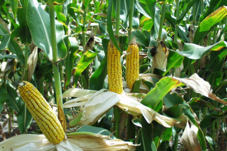 راهنمای کاشت و برداشت ذرت