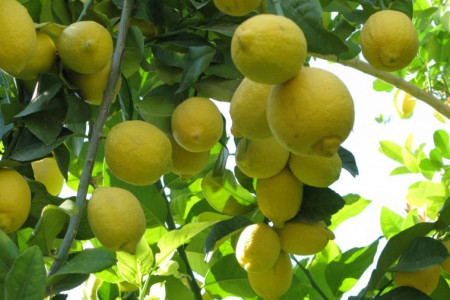 آموزش نحوه کاشت و تکثیر درخت لیمو شیرین