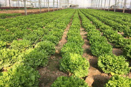 آشنایی با انواع کشت گلخانه ای