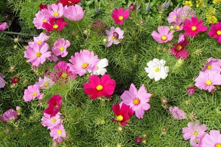راهنمای کاشت و تکثیر گل ستاره ای