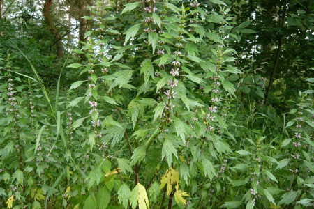 آشنایی با روش کاشت و خواص گیاه دم شیر