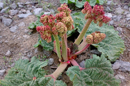 راهنمای کاشت و پرورش ریواس