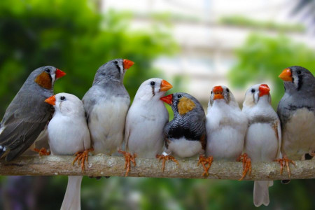 همه چیز درباره اصول نگهداری و پرورش فنچ