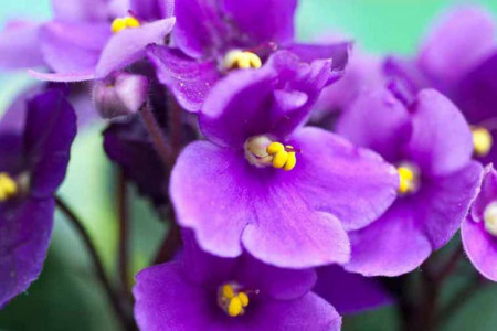 ۲۸ خواص دارویی روغن گل بنفشه
