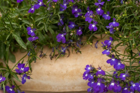 معرفی و آشنایی با گیاه لبلیا (Lobelia) و خواص جادویی این گیاه